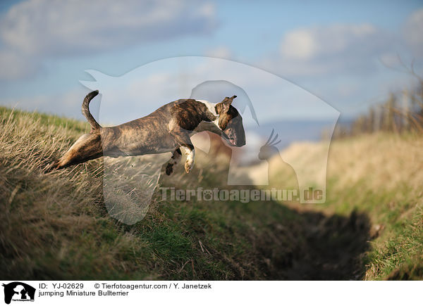 springender Miniatur Bullterrier / jumping Miniature Bullterrier / YJ-02629