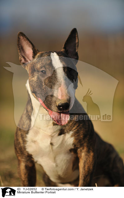 Miniatur Bullterrier Portrait / Miniature Bullterrier Portrait / YJ-02652