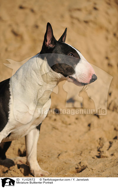 Miniature Bullterrier Portrait / YJ-02672