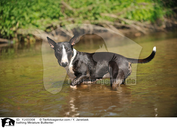 bathing Miniature Bullterrier / YJ-03308