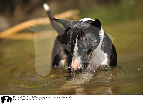 bathing Miniature Bullterrier / YJ-03313