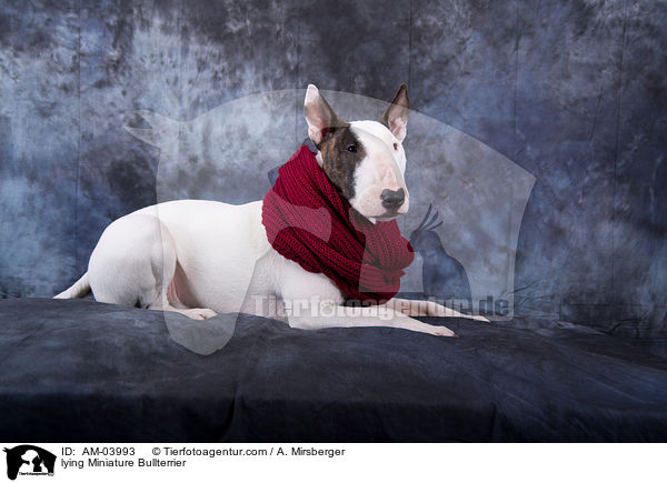 liegender Miniatur Bullterrier / lying Miniature Bullterrier / AM-03993