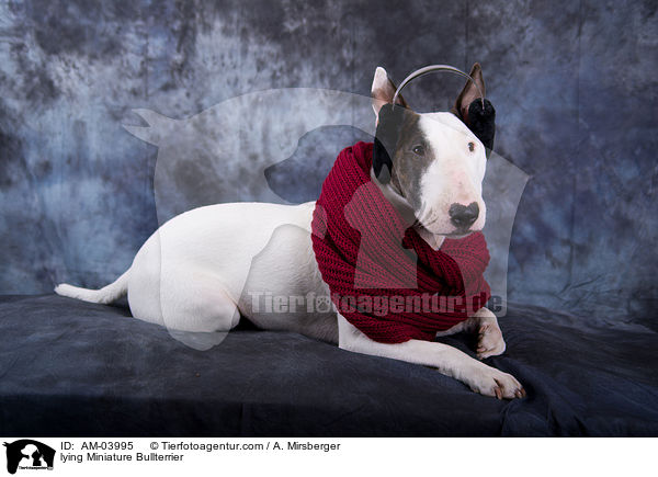 liegender Miniatur Bullterrier / lying Miniature Bullterrier / AM-03995