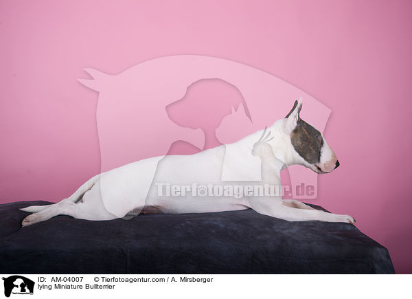 liegender Miniatur Bullterrier / lying Miniature Bullterrier / AM-04007