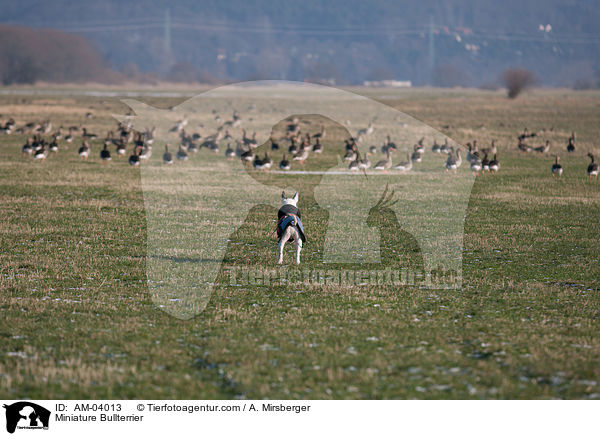 Miniatur Bullterrier / Miniature Bullterrier / AM-04013