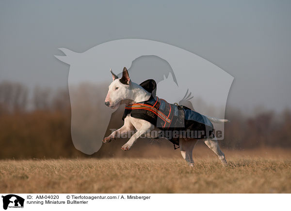 rennender Miniatur Bullterrier / running Miniature Bullterrier / AM-04020