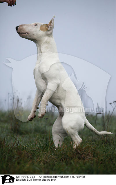 Bullterrier macht Mnnchen / English Bull Terrier shows trick / RR-47083