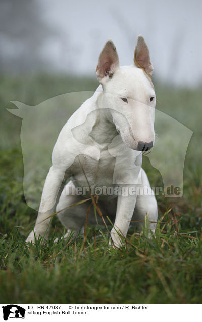 sitting English Bull Terrier / RR-47087