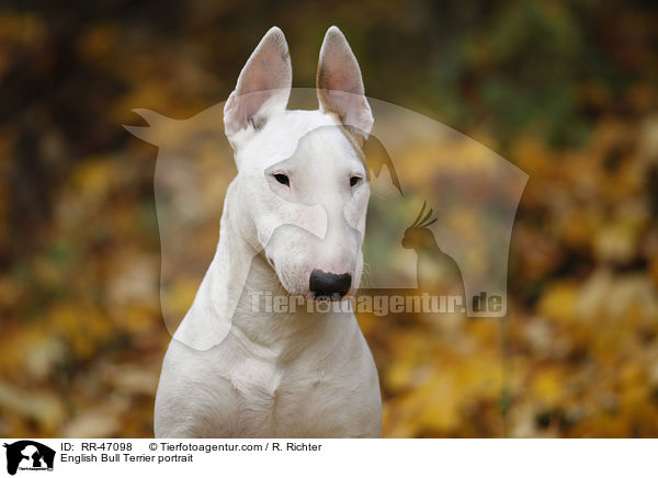 English Bull Terrier portrait / RR-47098