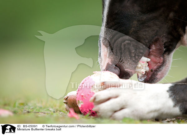 Miniature Bullterrier breaks ball / BS-05091