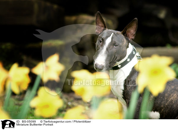 Miniatur Bullterrier Portrait / Miniature Bullterrier Portrait / BS-05099