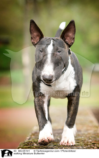 laufender Miniature Bullterrier / walking Miniature Bullterrier / BS-05101