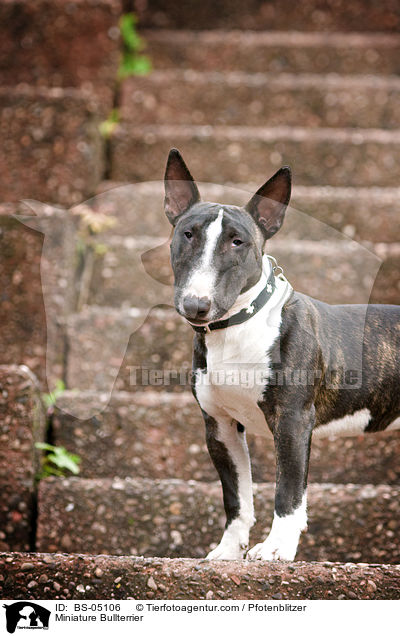 Miniatur Bullterrier / Miniature Bullterrier / BS-05106