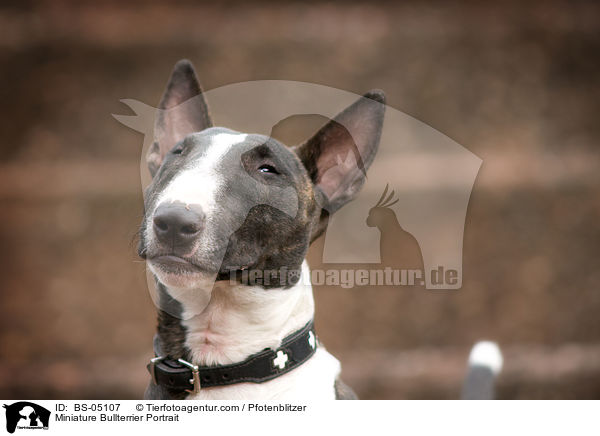 Miniature Bullterrier Portrait / BS-05107