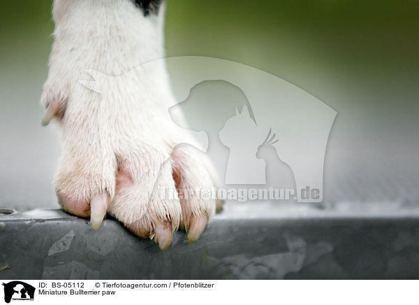 Miniature Bullterrier paw / BS-05112