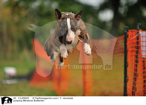 springender Miniatur Bullterrier / jumping Miniature Bullterrier / YJ-05605