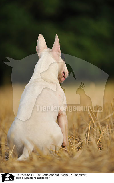 sitzender Miniatur Bullterrier / sitting Miniature Bullterrier / YJ-05614