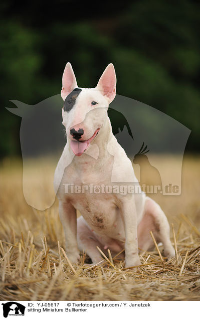 sitzender Miniatur Bullterrier / sitting Miniature Bullterrier / YJ-05617