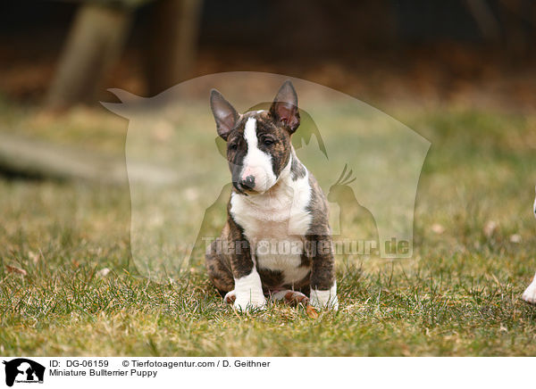 Miniature Bullterrier Puppy / DG-06159