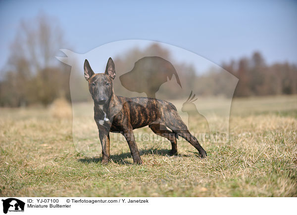 Miniatur Bullterrier / Miniature Bullterrier / YJ-07100