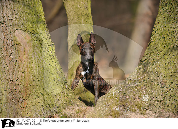 Miniatur Bullterrier / Miniature Bullterrier / YJ-07109