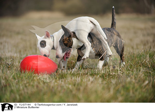 2 Miniatur Bullterrier / 2 Miniature Bullterrier / YJ-07144