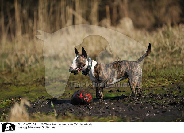 spielender Miniatur Bullterrier / playing Miniature Bullterrier / YJ-07152