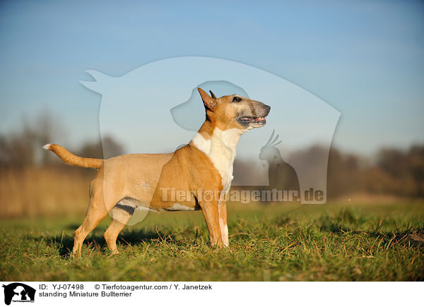 standing Miniature Bullterrier / YJ-07498