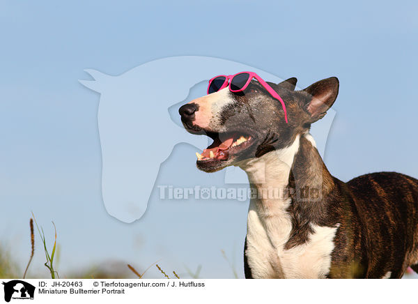 Miniatur Bullterrier Portrait / Miniature Bullterrier Portrait / JH-20463