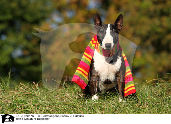 sitzender Miniatur Bullterrier / sitting Miniature Bullterrier / JH-20476