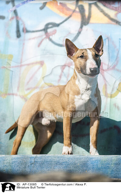 Miniatur Bullterrier / Miniature Bull Terrier / AP-13085