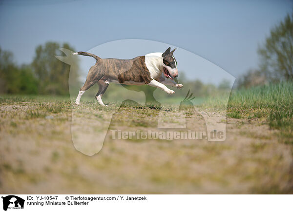 rennender Miniatur Bullterrier / running Miniature Bullterrier / YJ-10547