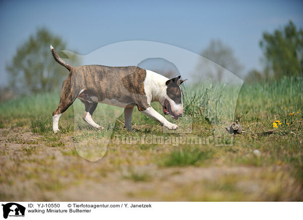 laufender Miniatur Bullterrier / walking Miniature Bullterrier / YJ-10550