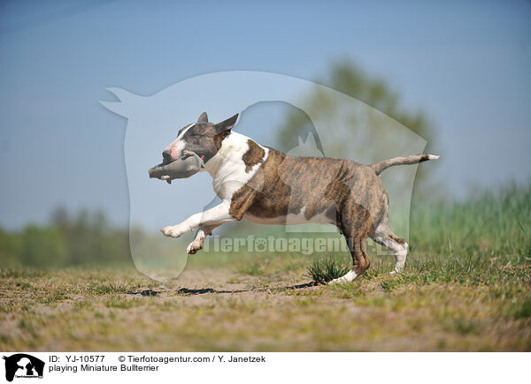 spielender Miniatur Bullterrier / playing Miniature Bullterrier / YJ-10577