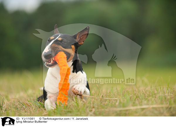 liegende Miniatur Bullterrier / lying Miniatur Bullterrier / YJ-11081