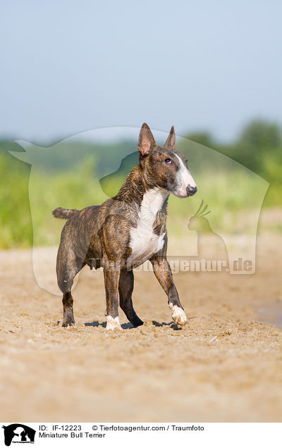 Miniature Bull Terrier / IF-12223