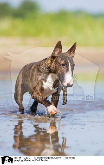 playing Miniature Bull Terrier / IF-12230