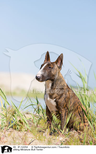 sitzender Miniatur Bullterrier / sitting Miniature Bull Terrier / IF-12254