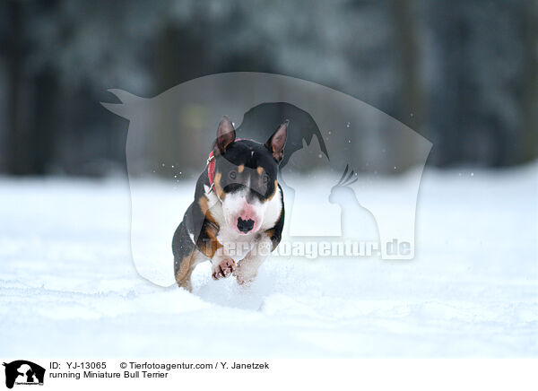 running Miniature Bull Terrier / YJ-13065