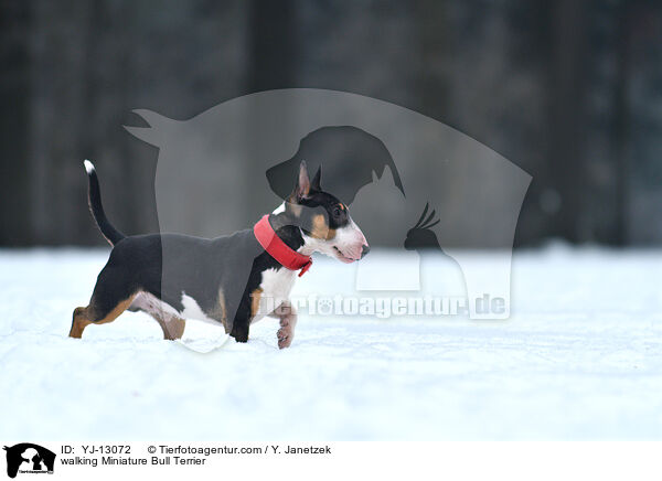 walking Miniature Bull Terrier / YJ-13072