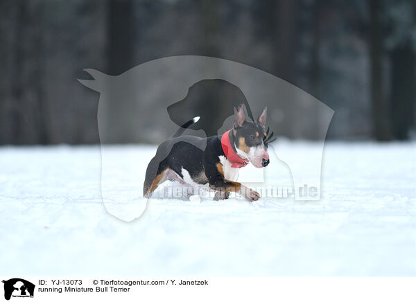 running Miniature Bull Terrier / YJ-13073