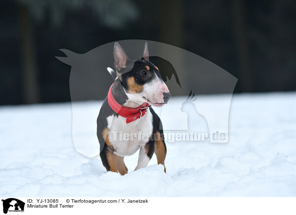 Miniature Bull Terrier / YJ-13085