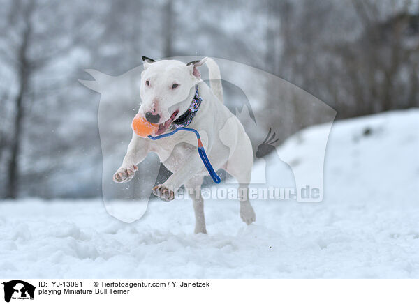 playing Miniature Bull Terrier / YJ-13091