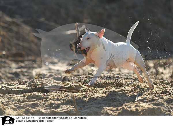 spielender Miniatur Bullterrier / playing Miniature Bull Terrier / YJ-13117