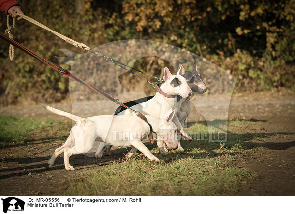 Miniature Bull Terrier / MR-05556