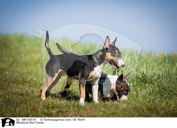 Miniature Bull Terrier / MR-05574