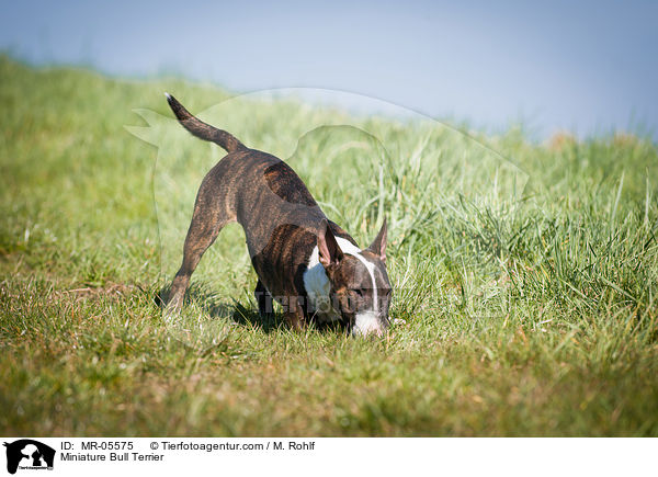 Miniature Bull Terrier / MR-05575