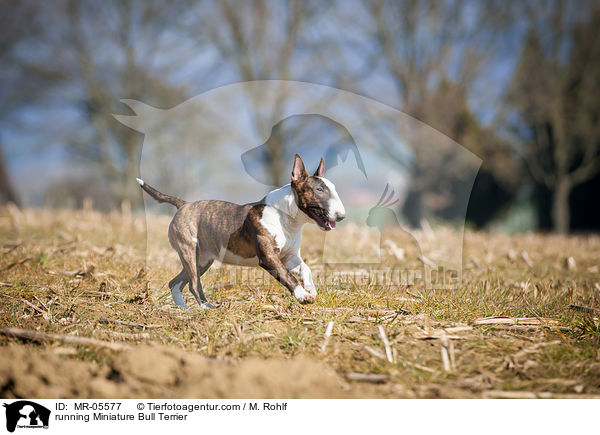 rennender Miniatur Bullterrier / running Miniature Bull Terrier / MR-05577