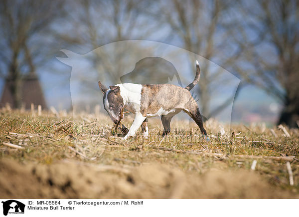 Miniatur Bullterrier / Miniature Bull Terrier / MR-05584