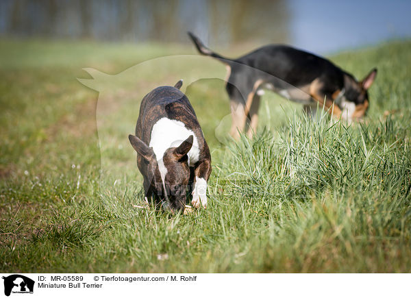 Miniatur Bullterrier / Miniature Bull Terrier / MR-05589